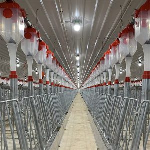 Sistem Pakan Otomatis Rantai Cakram Babi