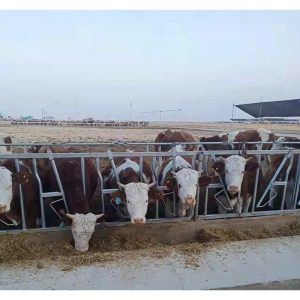 Pengunci kepala sapi dan pengait leher sapi yang dilapisi galvanis dengan metode celup panas