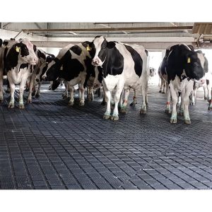 Mat karet untuk sapi